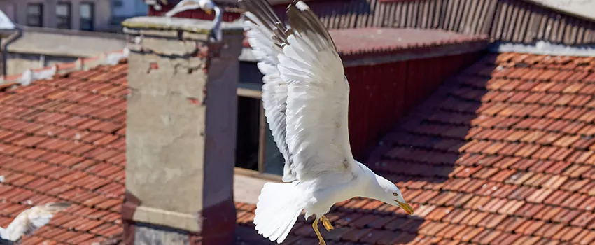Residential Chimney Animal Removal Solution in Pinewood, FL