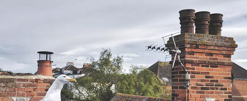 Chimney Cleaning And Restoration in Pinewood, Florida